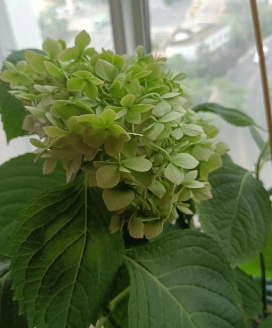 绣球花变绿的原因及养护技巧：如何保持蓝色花色？
