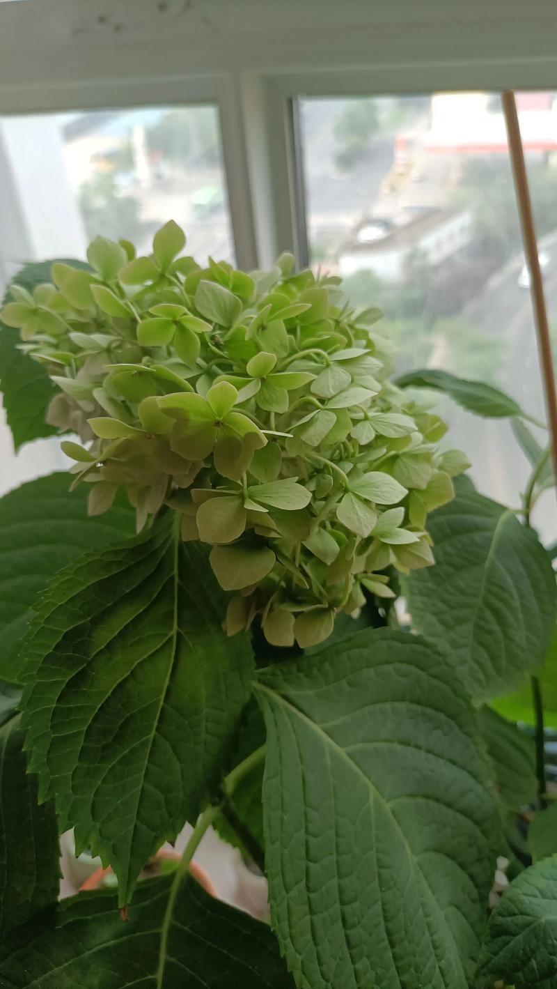 绣球花变绿的原因及养护技巧:如何保持蓝色花色? 绣球花变绿的原因及养护技巧:如何保持蓝色花色?