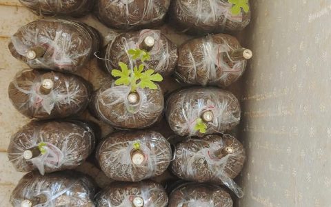 无花果什么时候扦插最好？最佳时间、方法与成活率提升技巧