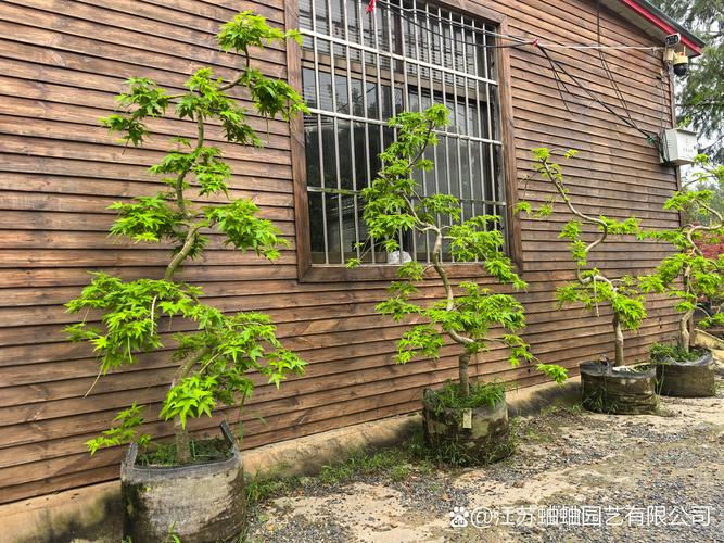 生长型与落叶判断