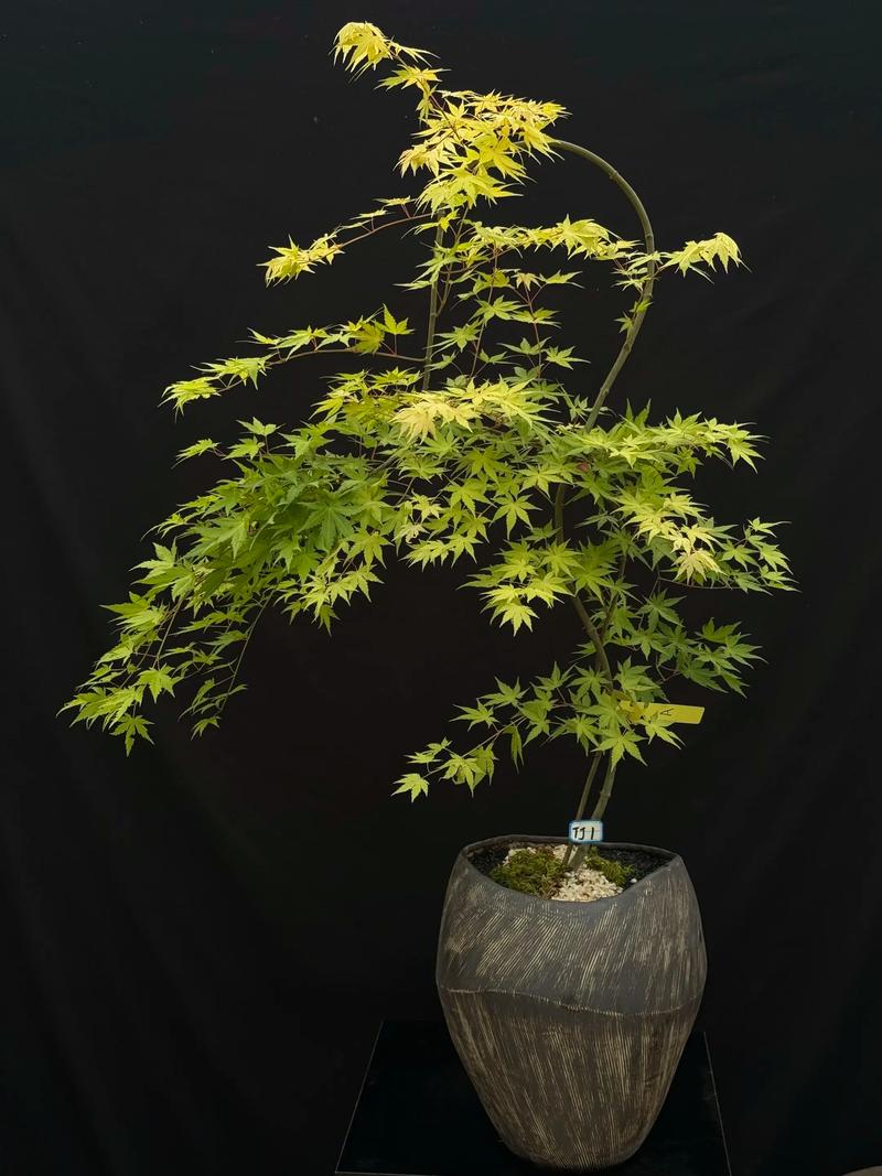 光照与水分管理