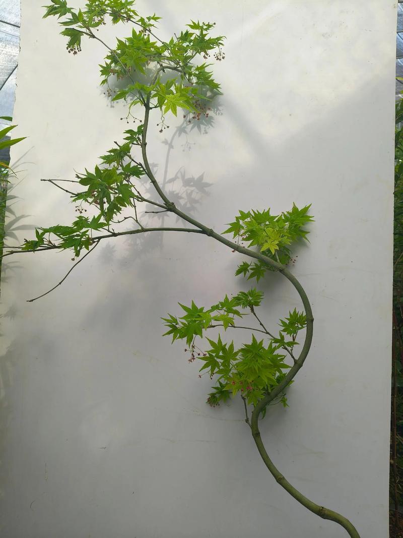 适种区域与气候适配