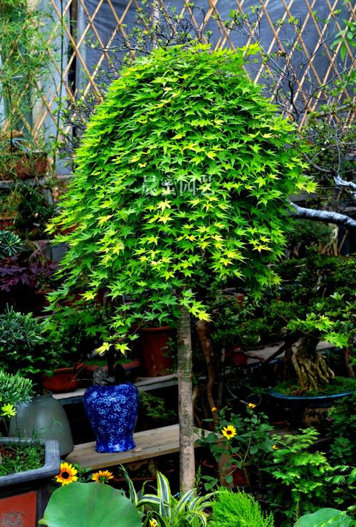 南北种植差异化建议