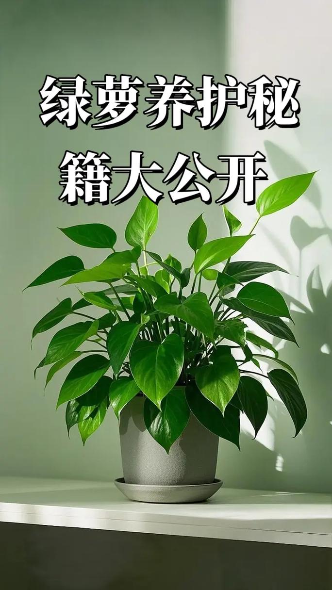 绿萝是阴气最重的植物吗?揭秘绿萝的真实寓意与养护技巧 二、拆穿“阴气最重”的谣言