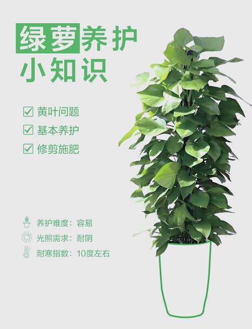 绿萝是阴气最重的植物吗?揭秘绿萝的真实寓意与养护技巧 四、绿萝在家居中的最佳摆放位置