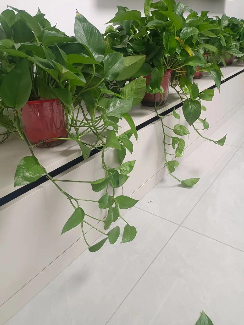 绿萝是阴气最重的植物吗?揭秘绿萝的真实寓意与养护技巧 五、总结:别再被“阴气”误导了