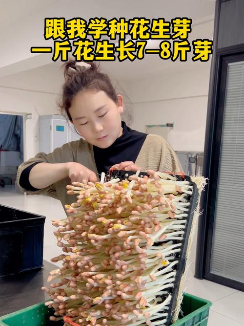 一斤花生能发多少斤花生芽?科学种植方法教你高产 一斤花生能发多少斤花生芽?