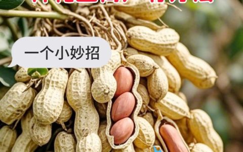 一斤花生能发多少斤花生芽？科学种植方法教你高产