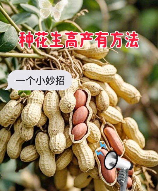 一斤花生能发多少斤花生芽？科学种植方法教你高产
