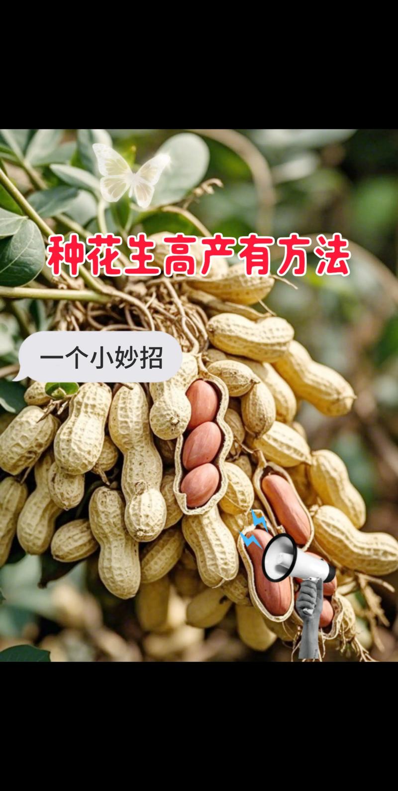 一斤花生能发多少斤花生芽?科学种植方法教你高产 引言