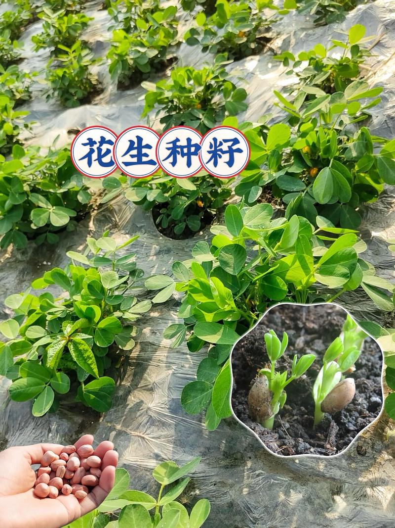 一斤花生能发多少斤花生芽?科学种植方法教你高产 提高产量的技巧