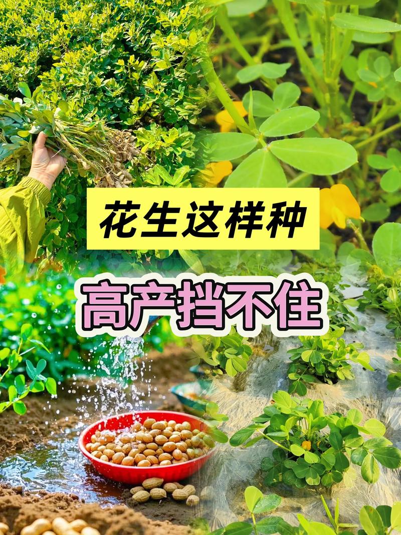 一斤花生能发多少斤花生芽?科学种植方法教你高产 花生芽的种植步骤