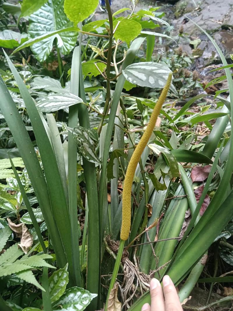 石菖蒲花怎么吃?观赏与食用兼得的家庭园艺指南 盆栽/地栽选择决策