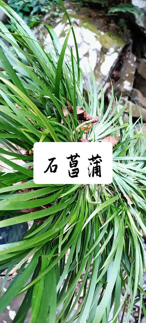 石菖蒲花怎么吃?观赏与食用兼得的家庭园艺指南 修剪与采收(食用)指导