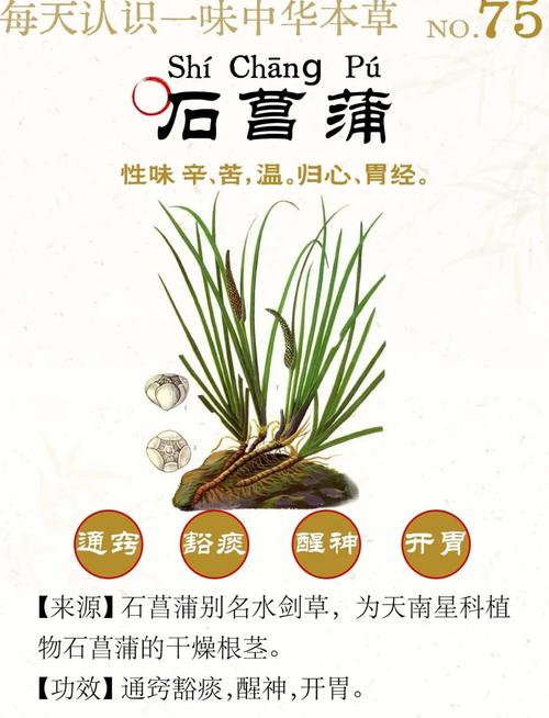 石菖蒲花怎么吃?观赏与食用兼得的家庭园艺指南 常见问题 (FAQ)