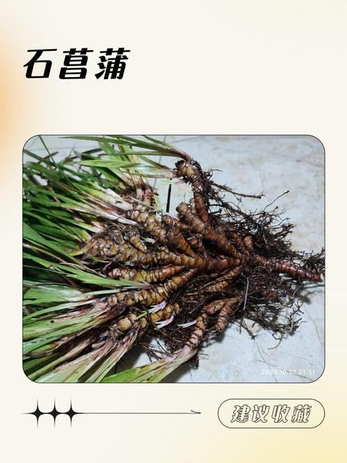 石菖蒲花怎么吃?观赏与食用兼得的家庭园艺指南 总结