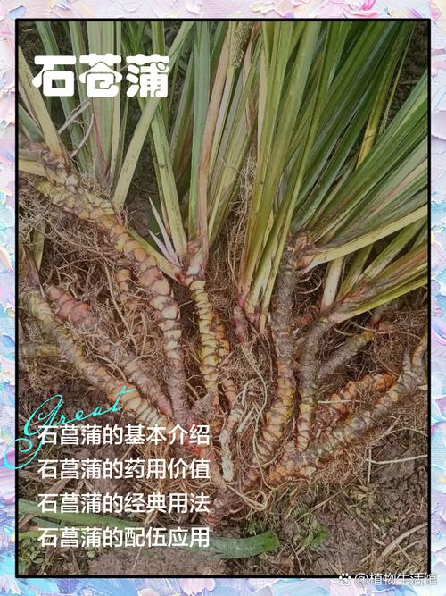 石菖蒲花怎么吃?观赏与食用兼得的家庭园艺指南 常见误区与纠正