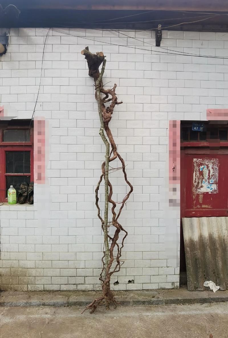 映山红小苗怎么栽成活率高?七大关键技术环节一次讲透 三、栽前苗木处理:修根、浸根一个不能少