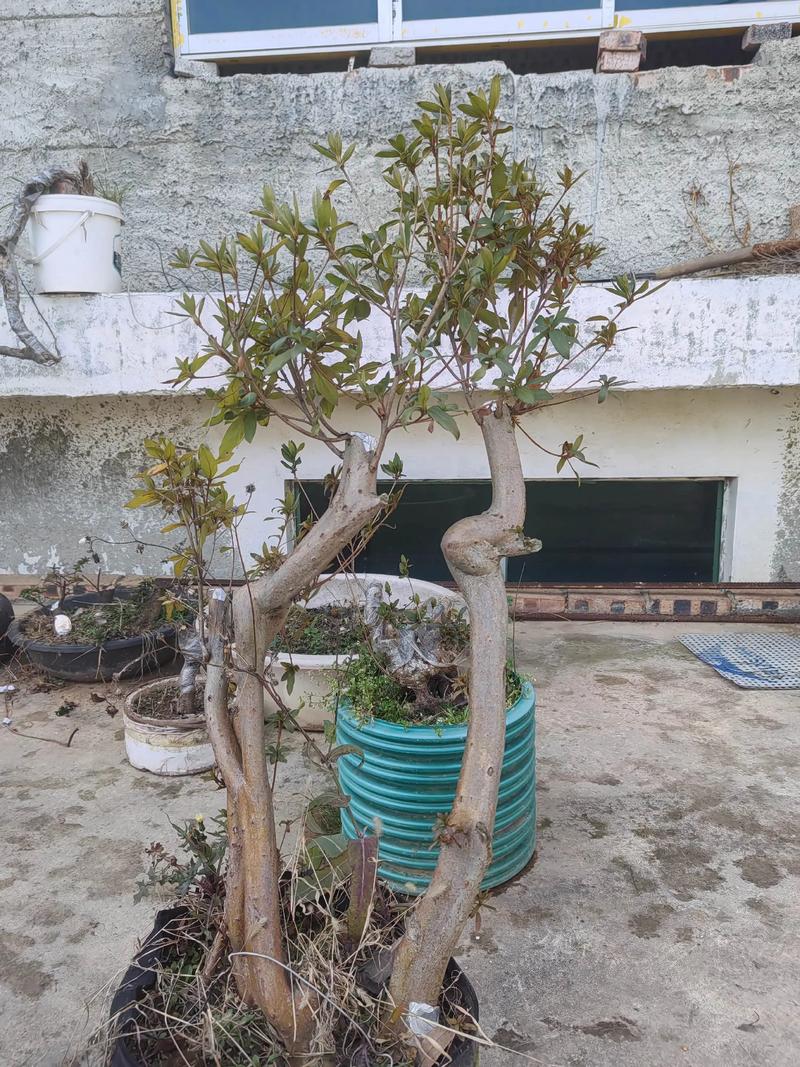 映山红小苗怎么栽成活率高?七大关键技术环节一次讲透 四、栽植深度控制:根颈必须露出土面