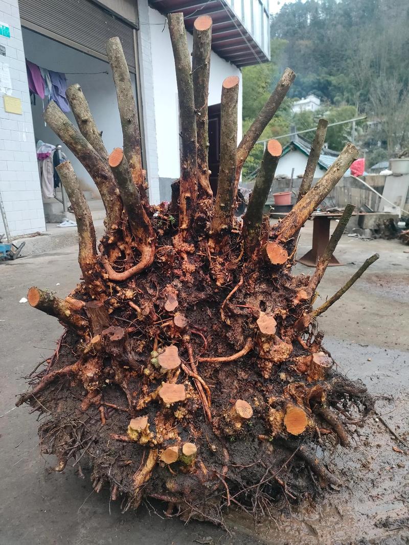 映山红小苗怎么栽成活率高?七大关键技术环节一次讲透 六、缓苗期管理:遮阳保湿7-15天