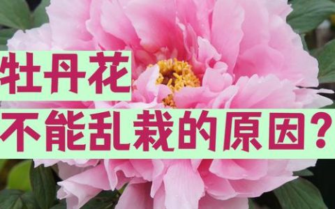 牡丹花家庭种植有禁忌吗？避开这几点，新手也能养出富贵花