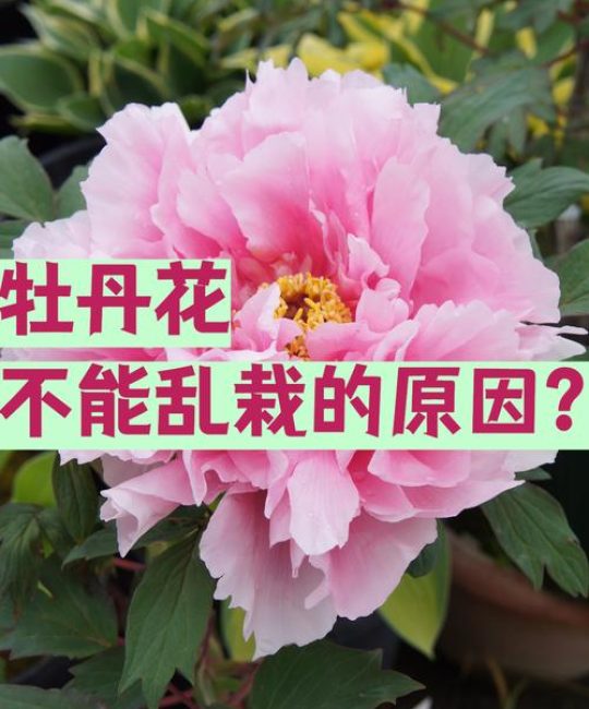 牡丹花家庭种植有禁忌吗？避开这几点，新手也能养出富贵花