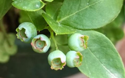 吃蓝莓会拉绿色的便便么？专家解读花青素代谢与蓝莓种植指南