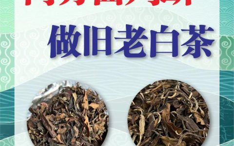 老白茶属于红茶还是绿茶？权威分类与区别解析