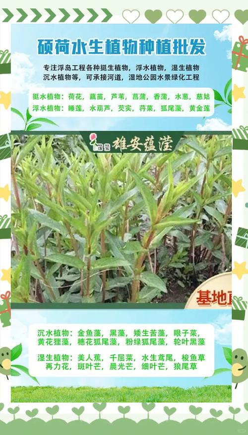 水生植物浮岛多少钱?2026年价格参考与五大影响因素详解 季节波动规律