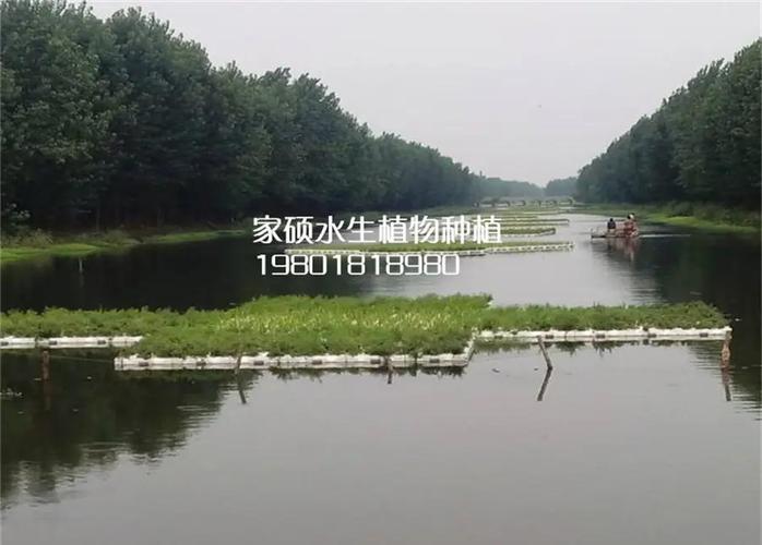 水生植物浮岛多少钱?2026年价格参考与五大影响因素详解 影响因素汇总表