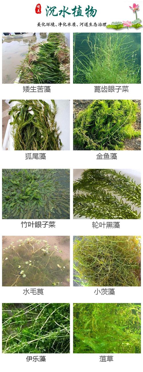 水生植物浮岛多少钱?2026年价格参考与五大影响因素详解 运输费用核算