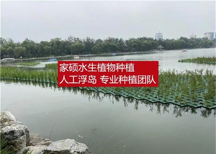 水生植物浮岛多少钱?2026年价格参考与五大影响因素详解 询价与采购建议