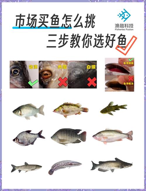 科学选购鱼苗:如何辨别优质供应商与避免采购陷阱? 综合评估结论