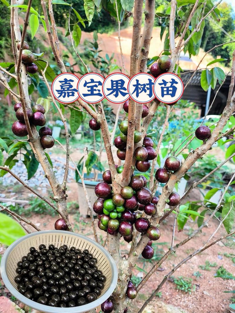 树葡萄6年苗多少钱?2026年最新价格参考区间与影响因素 季节因素:春秋旺季价格上浮10%-15%,夏季淡季可议价