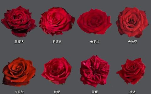 月季与玫瑰的区别：从叶片到花期，教你一眼识别并科学养护