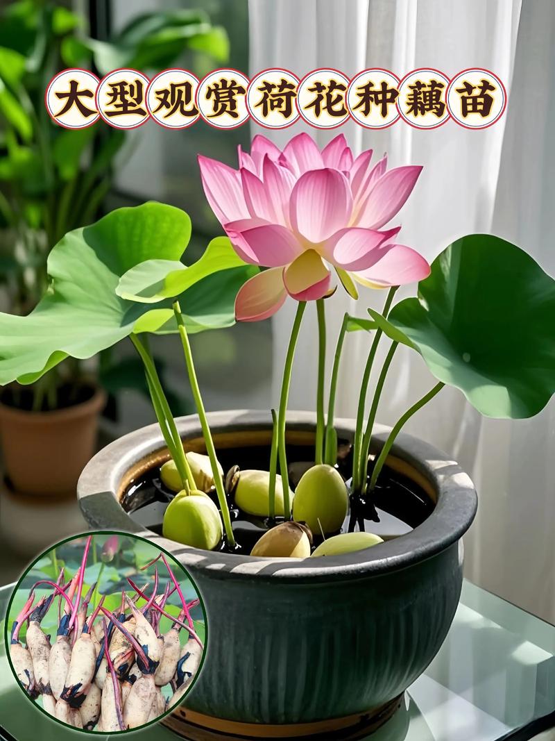 盆栽荷花种苗哪里找?专业采购指南助你避开陷阱 第三步:种藕规格与根系状态评估