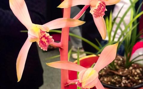 幽兰香远，君子之德：兰花所象征的高贵品质