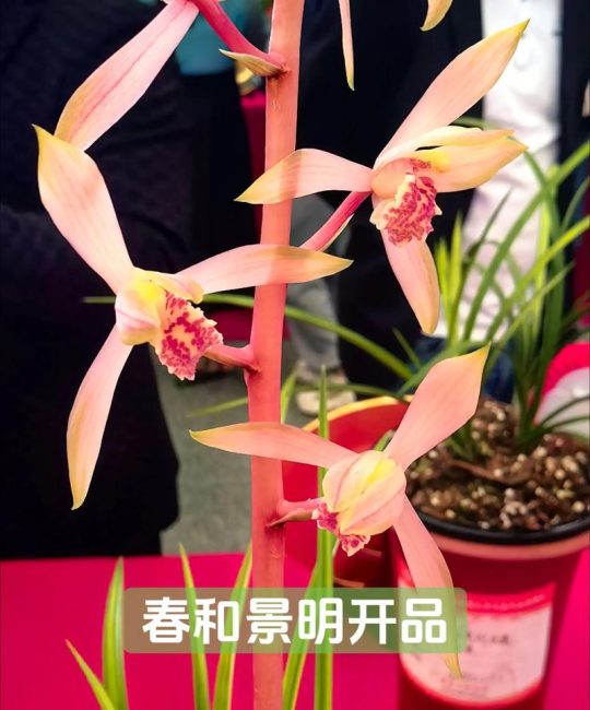 幽兰香远，君子之德：兰花所象征的高贵品质