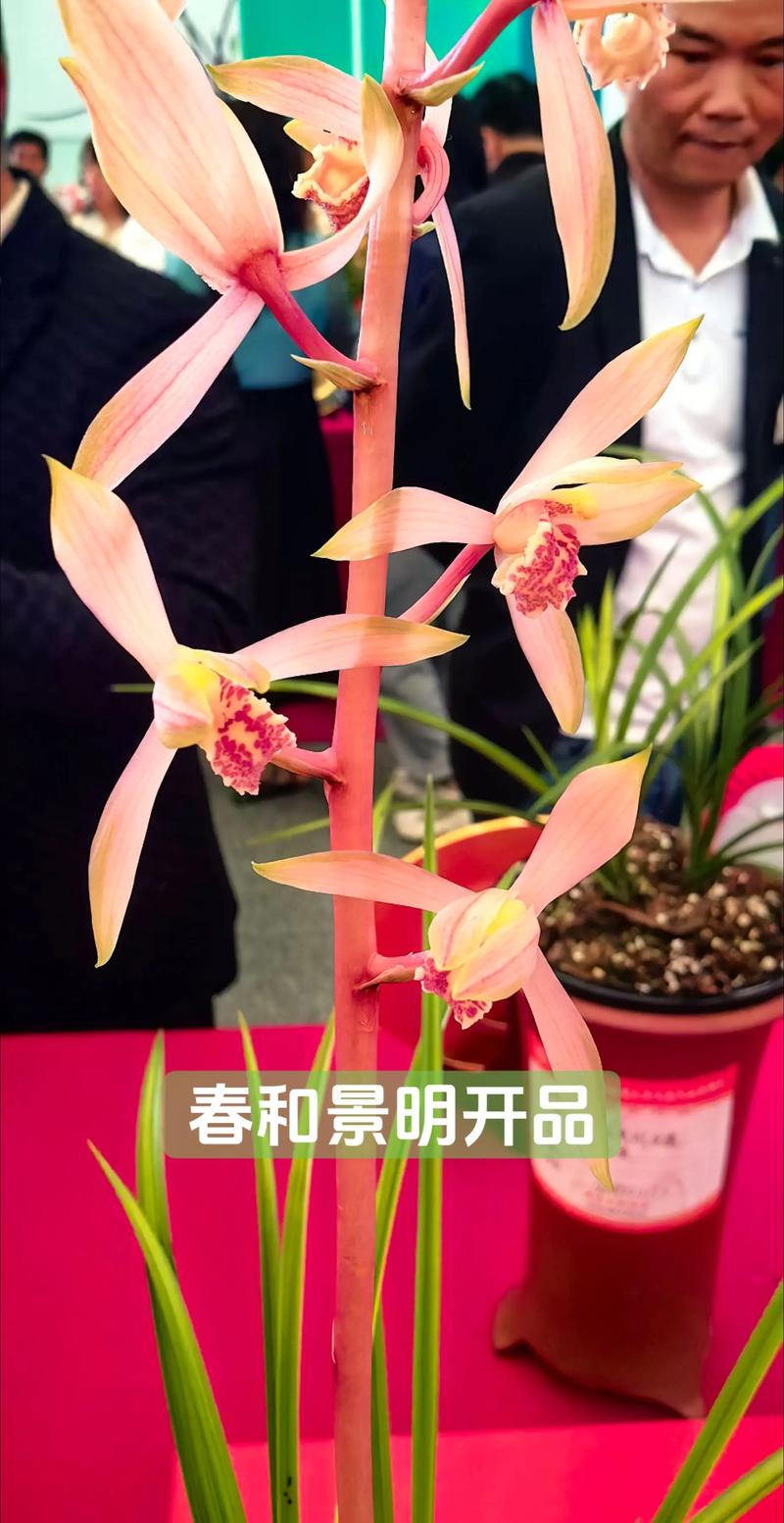 幽兰香远,君子之德:兰花所象征的高贵品质 幽兰香远,君子之德:兰花所象征的高贵品质