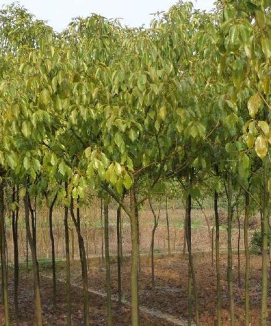哪里有香樟树苗出售？先找“可核验渠道”，再谈价格