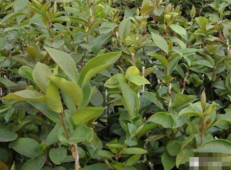 哪里有香樟树苗出售?先找“可核验渠道”,再谈价格 总结