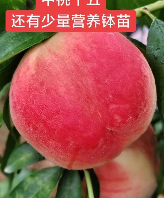 中桃十五桃品种简介