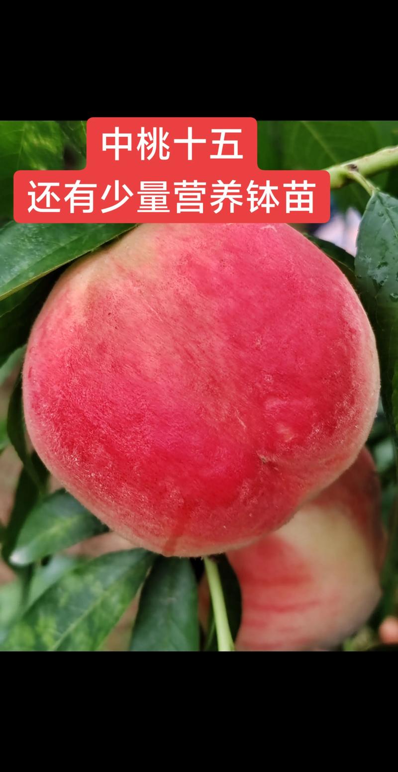 中桃十五桃品种简介 中桃十五桃品种简介