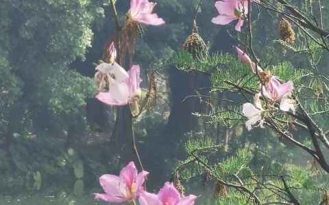 紫荆花是香港的什么花？从园艺角度解读香港区花的前世今生