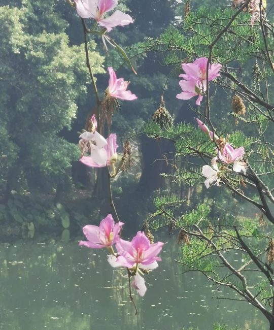 紫荆花是香港的什么花？从园艺角度解读香港区花的前世今生