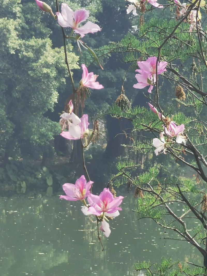 紫荆花是香港的什么花?从园艺角度解读香港区花的前世今生 紫荆花是香港的什么花?——园艺视角下的区花之谜