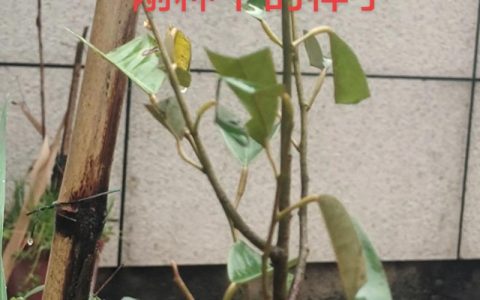 榴莲小树苗长什么样？从叶片到根系教你一眼认出榴莲幼苗
