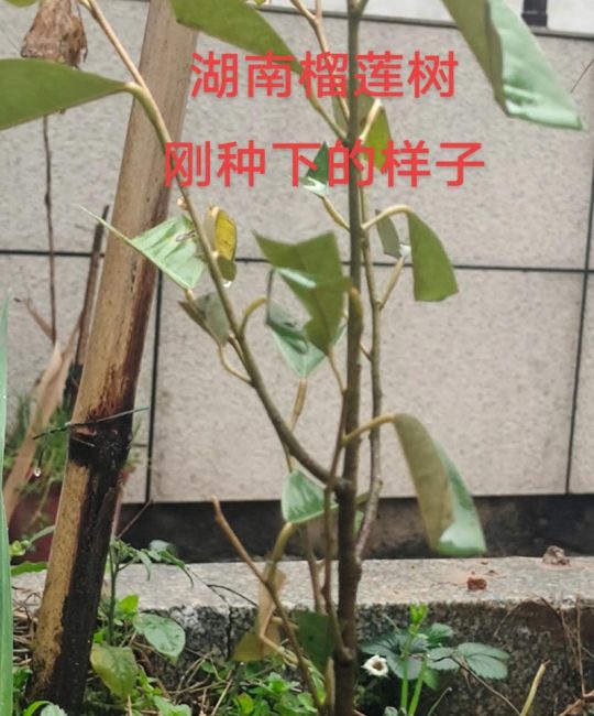 榴莲小树苗长什么样？从叶片到根系教你一眼认出榴莲幼苗