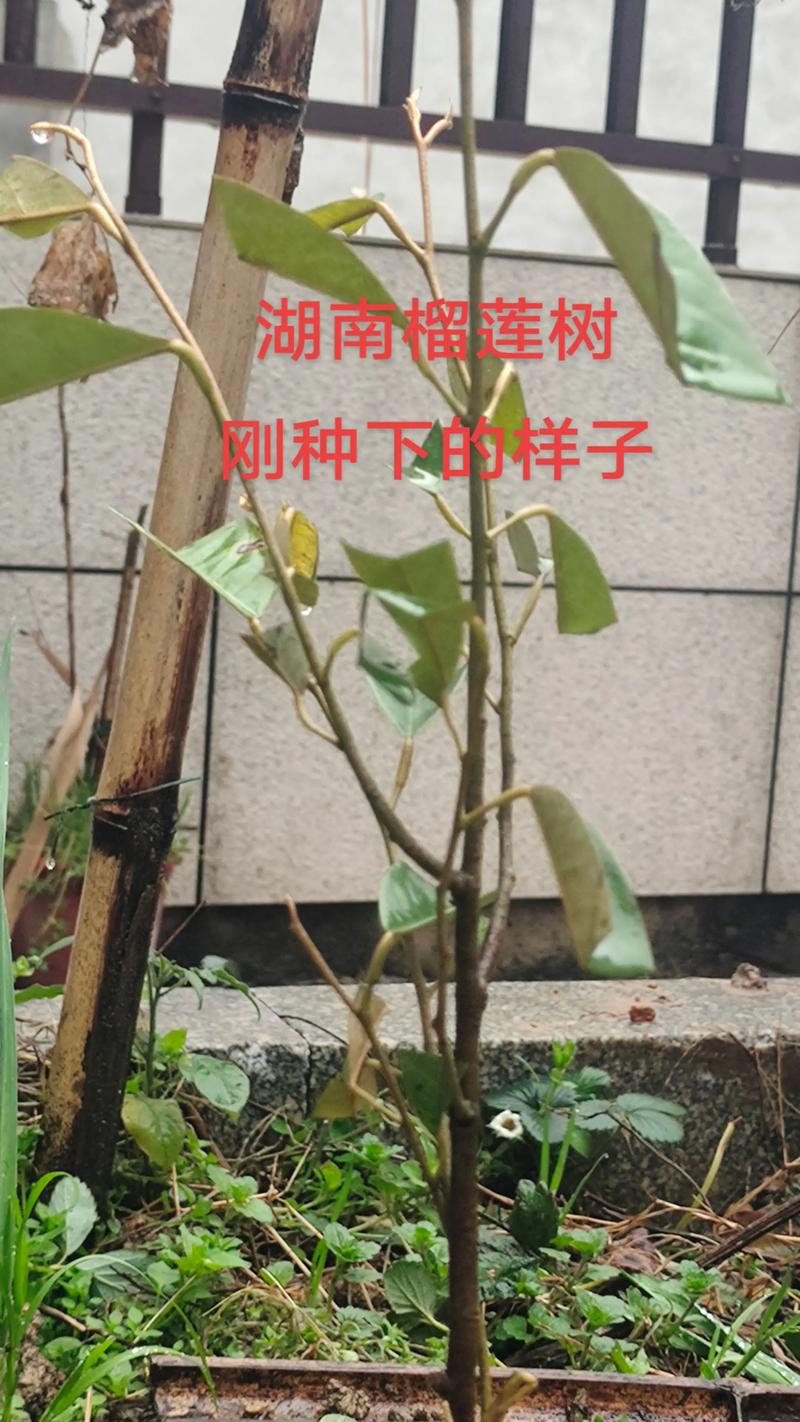 榴莲小树苗长什么样?从叶片到根系教你一眼认出榴莲幼苗 榴莲小树苗长什么样?从叶片到根系教你一眼认出榴莲幼苗