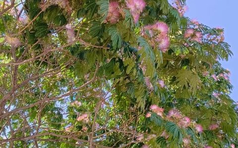 北方花树品种大全：耐寒乔木与庭院花木的精选指南
